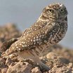 Burrowing Owl